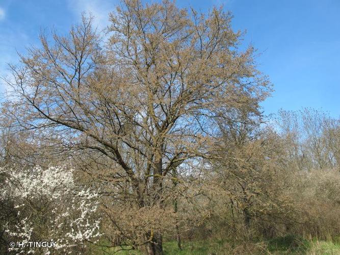 Orme lisse (Ulmus laevis) &copy; H. TINGUY