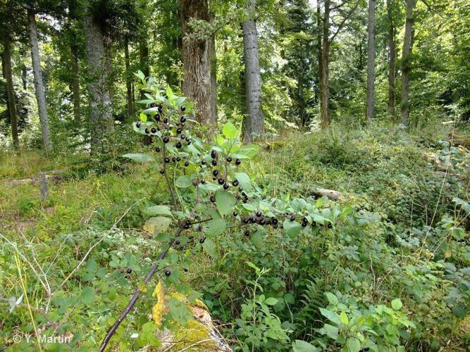 Belladone (Atropa belladonna) © Y. Martin