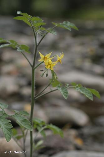 Pomme d'amour (Solanum lycopersicum) © O. Nawrot