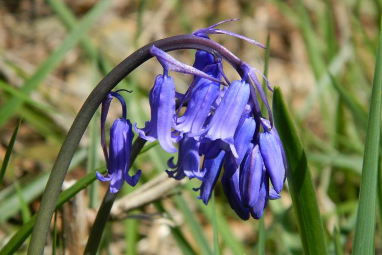 Jacinthe des bois (Hyacinthoides non-scripta) © Morvan Debroize