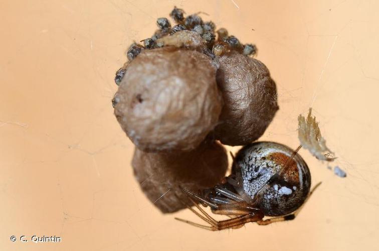 Théridion au croissant (Parasteatoda lunata) © C. Quintin