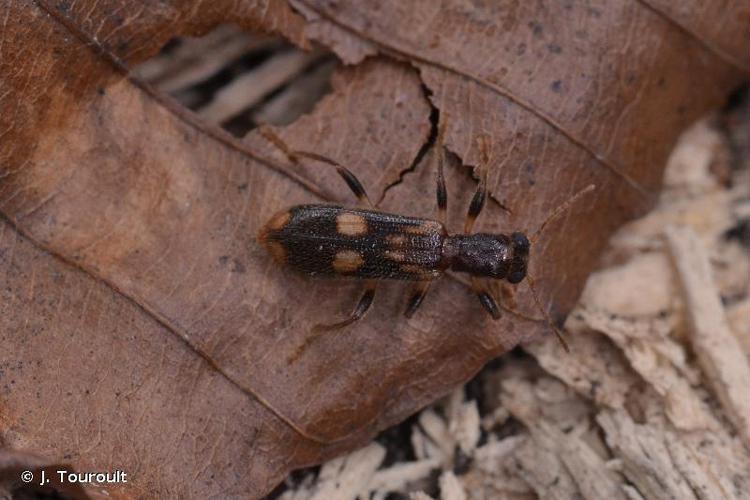 Clairon porte-croix (Opilo mollis) © J. Touroult