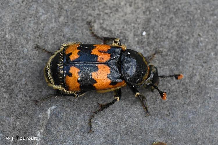 Nécrophore (Nicrophorus vespillo) © J. Touroult