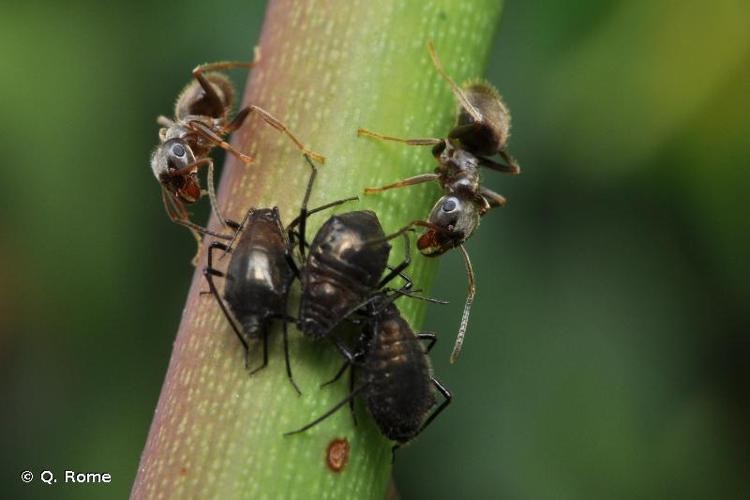 Fourmi noire des jardins (Lasius niger) © Q. Rome