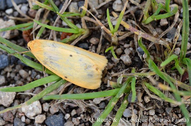 Eborine (L') (Cybosia mesomella) © Q. ROME & A. LEVEQUE (Entomo Fauna)