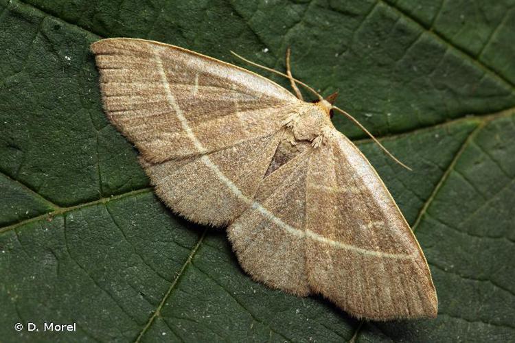 Herminie olivâtre (L') (Trisateles emortualis) © D. Morel