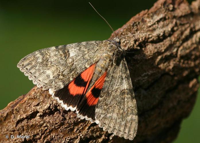 Mariée (La) (Catocala nupta) © D. Morel