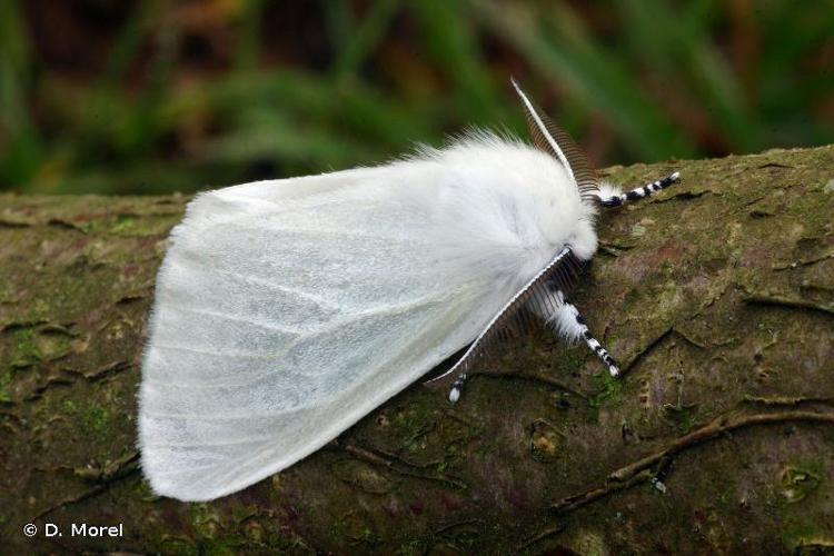 Bombyx du Saule (Le) (Leucoma salicis) © D. Morel