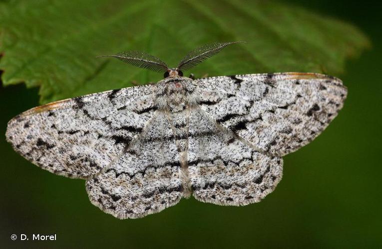 Boarmie du Chêne (La) (Hypomecis roboraria) © D. Morel