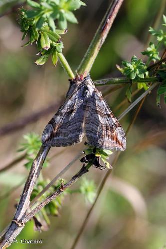 Triple Raie (La) (Aplocera plagiata) © P. Chatard