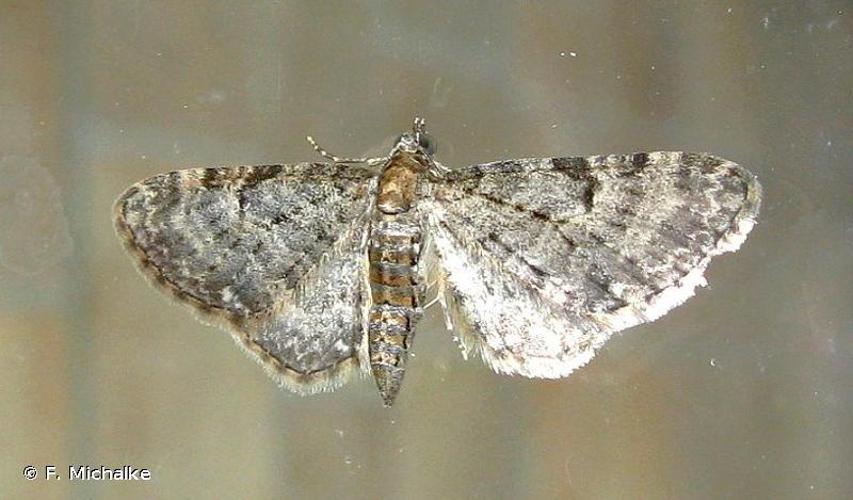 Eupithécie noirâtre (L') (Eupithecia subfuscata) © F. Michalke