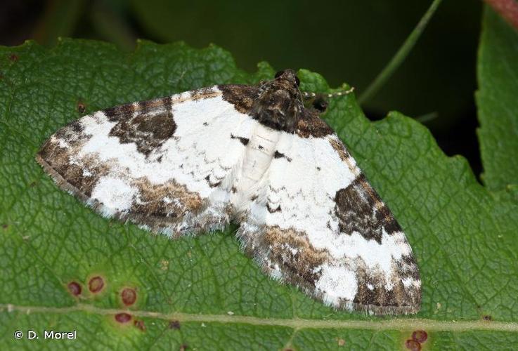 Mélanthie pie (La) (Melanthia procellata) © D. Morel