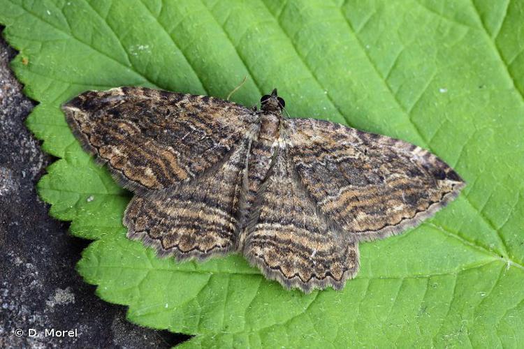 Phalène du Nerprun (La) (Philereme transversata) © D. Morel