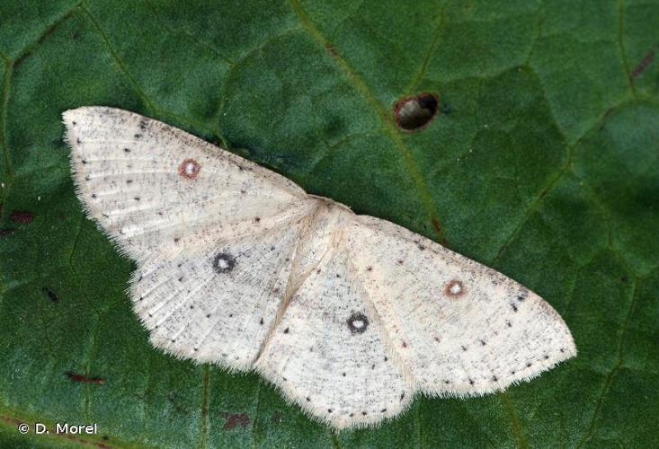 Ephyre suspendue (L') (Cyclophora albipunctata) © D. Morel