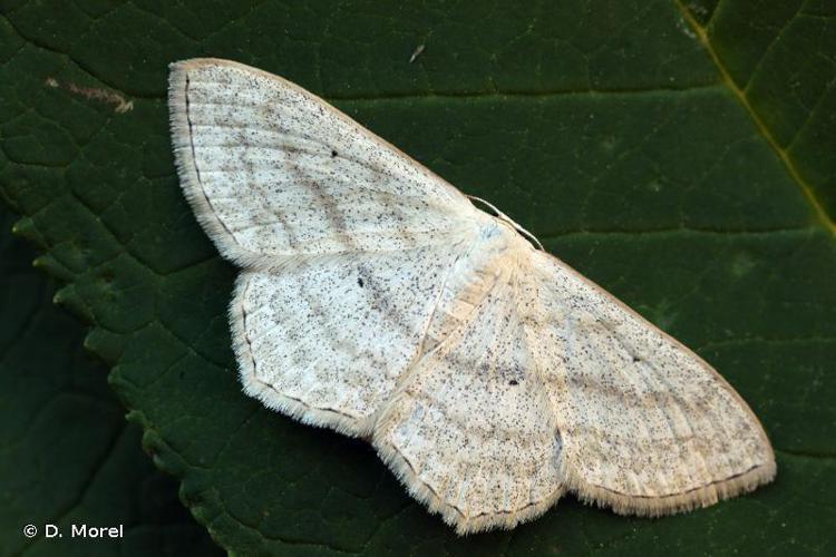 Acidalie étrille (L') (Scopula nigropunctata) © D. Morel