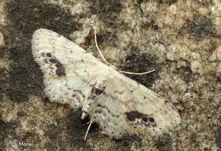 Acidalie écussonnée (L') (Idaea dimidiata) © D. Morel