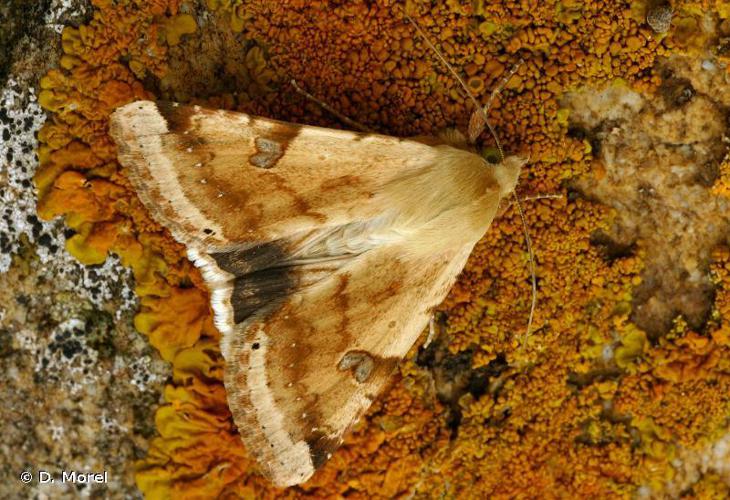 Noctuelle peltigère (La) (Heliothis peltigera) © D. Morel