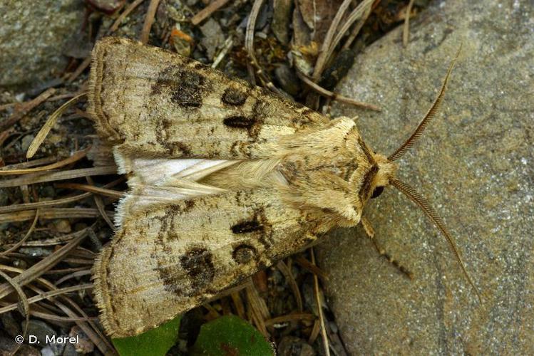 Pointillée (La) (Agrotis clavis) © D. Morel