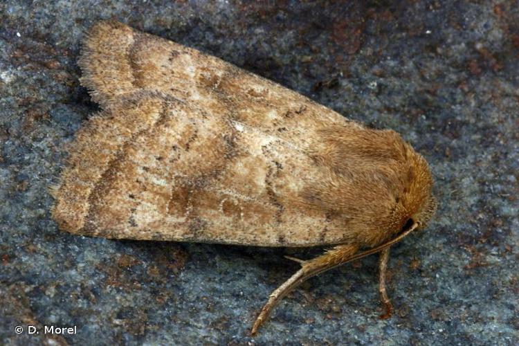 Noctuelle de la Morgeline (La) (Hoplodrina octogenaria) © D. Morel