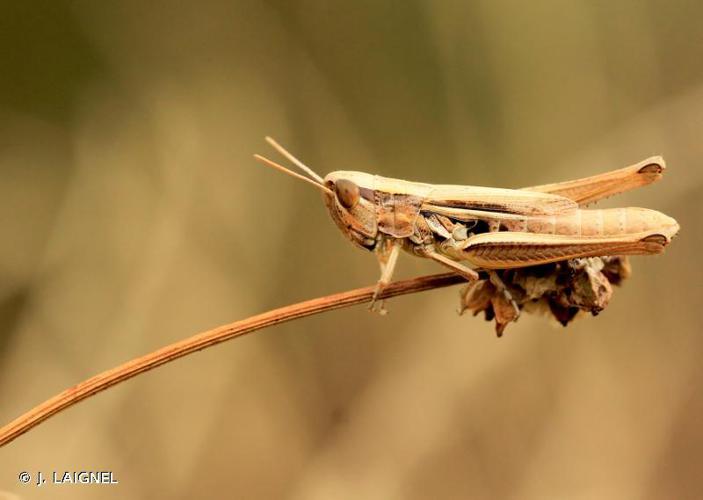 Criquet des mouillères (Euchorthippus declivus) © J. LAIGNEL