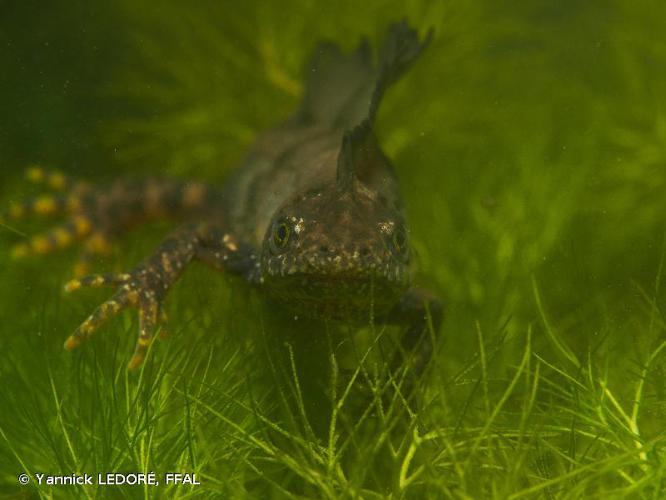 Triton crêté (Triturus cristatus) © Yannick LEDORÉ, FFAL