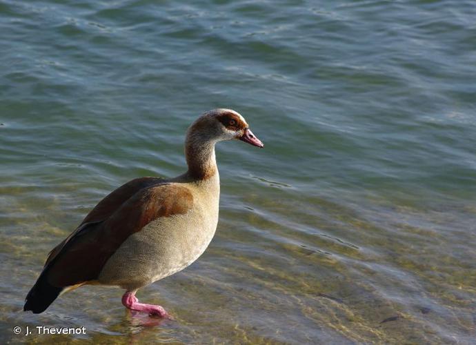 Ouette d'Égypte (Alopochen aegyptiacus) © J. Thevenot