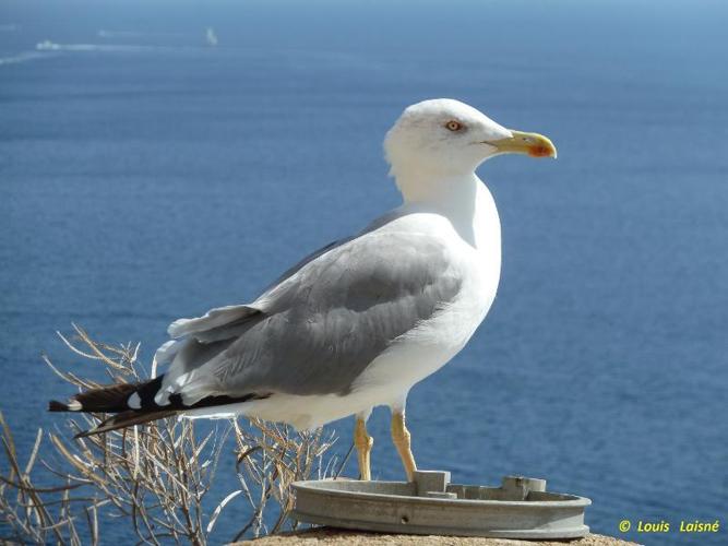 Goéland leucophée (Larus michahellis) © Louis Laisné