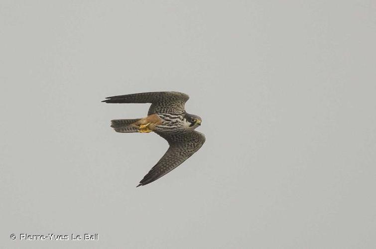 Faucon hobereau (Falco subbuteo) © Pierre-Yves Le Bail