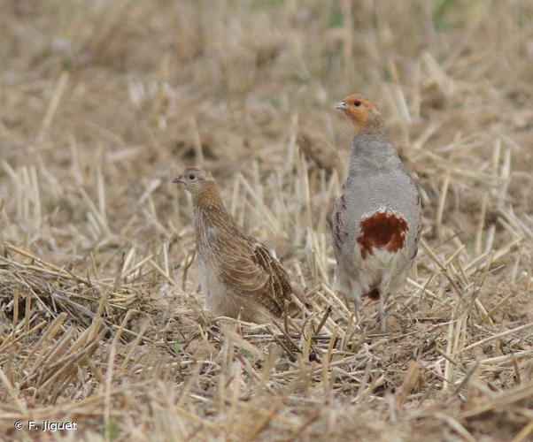 Perdrix grise (Perdix perdix) © F. Jiguet