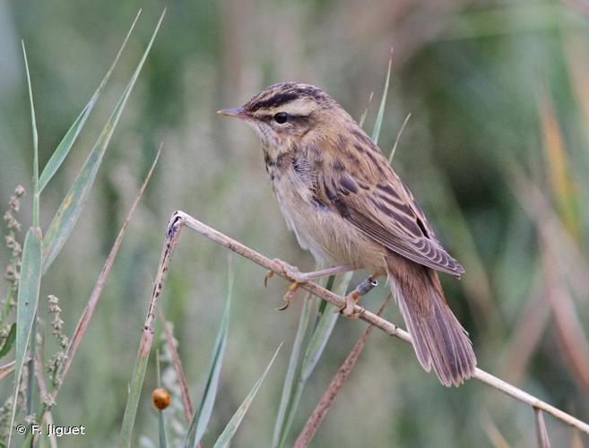 Phragmite des joncs (Acrocephalus schoenobaenus) © F. Jiguet