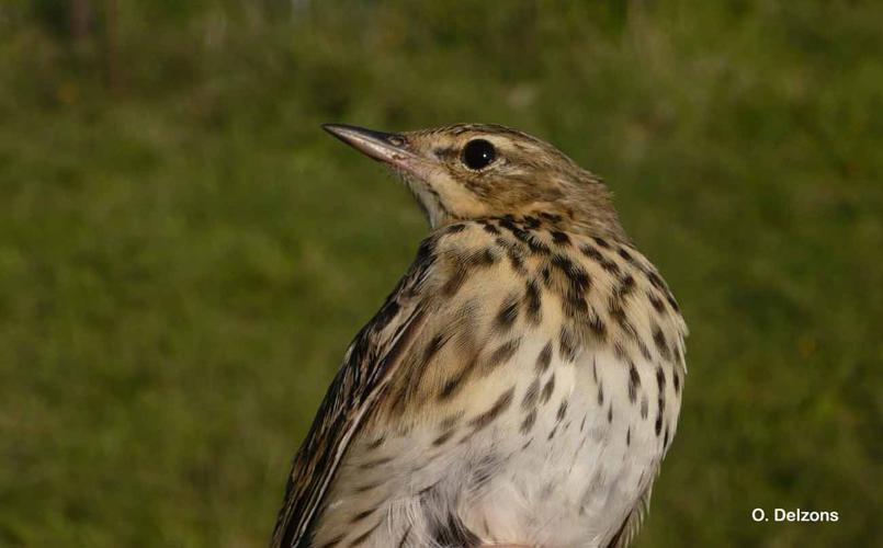 Pipit des arbres (Anthus trivialis) © O. Delzons