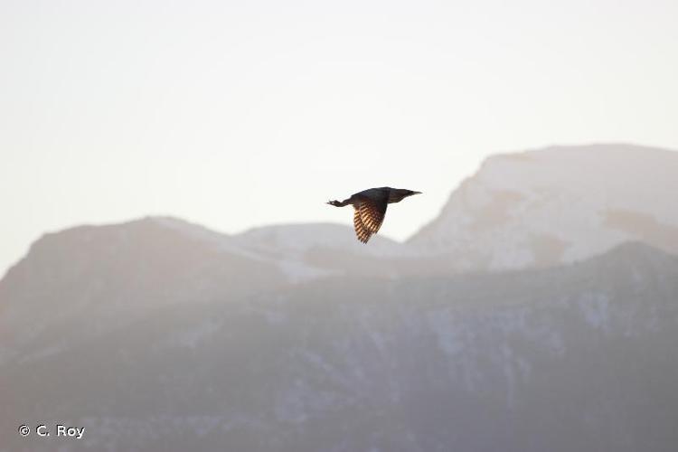 Butor étoilé (Botaurus stellaris) © C. Roy