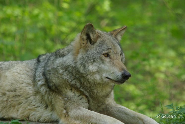 Loup gris (Canis lupus) © P. Gourdain