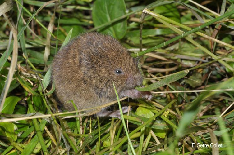 Campagnol des champs (Microtus arvalis) © F. Serre Collet