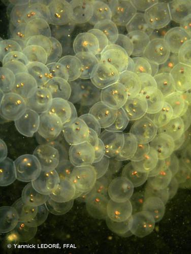 Perche (Perca fluviatilis) © Yannick LEDORÉ, FFAL