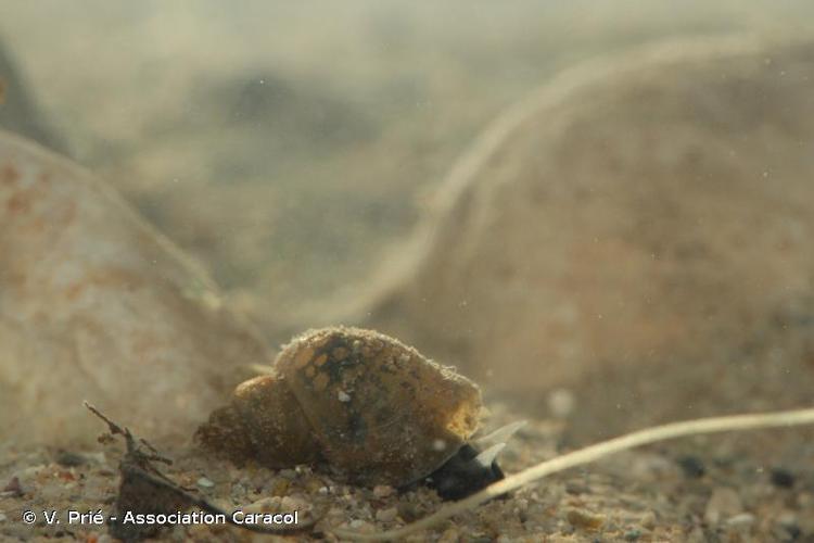 Limnée épaulée (Galba truncatula) © V. Prié - Association Caracol