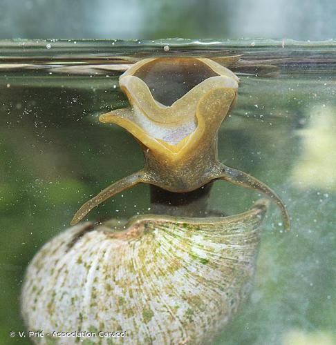 Grande limnée (Lymnaea stagnalis) © V. Prié - Association Caracol