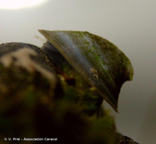 Patelline des fleuves (Ancylus fluviatilis) © V. Prié - Association Caracol