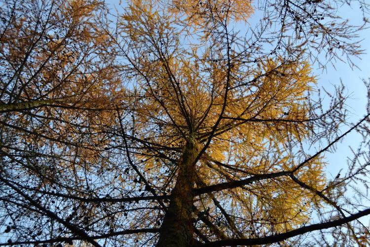 Mélèze d'Europe (Larix decidua) © Morvan Debroize