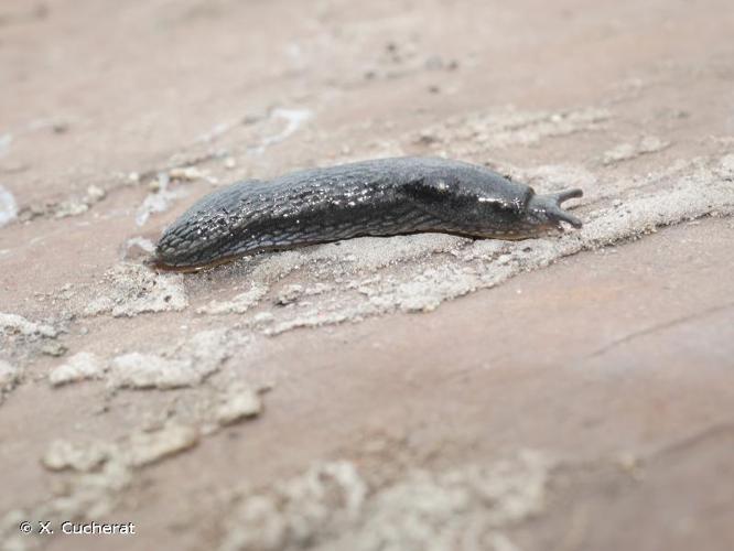 Loche noire (Arion hortensis) © X. Cucherat