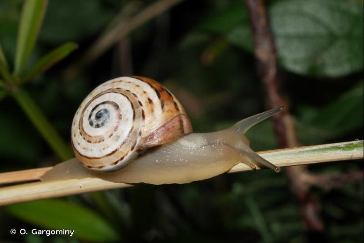 Caragouille rosée (Theba pisana pisana) © O. Gargominy