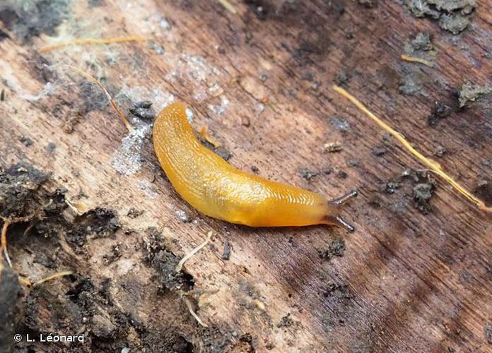 Limace jaune (Malacolimax tenellus) © L. Léonard