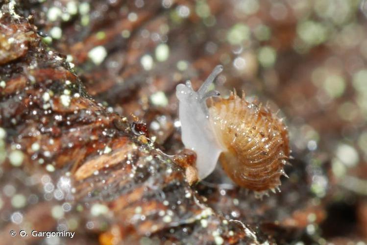 Escargotin hérisson (Acanthinula aculeata) © O. Gargominy