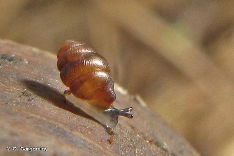 Vertigo étroit (Vertigo angustior) © O. Gargominy