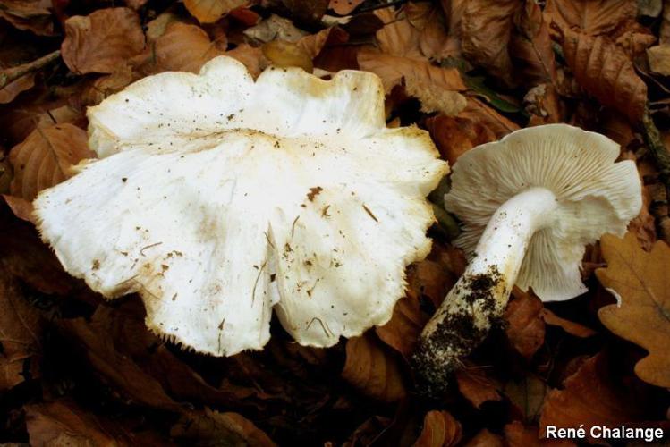 Colombette (Tricholoma columbetta) © R. Chalange