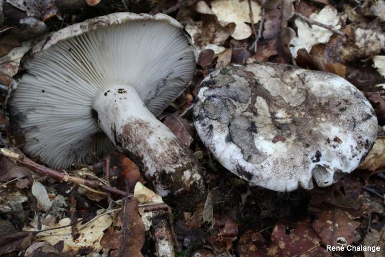 Russule blanche et noire (Russula albonigra) © R. Chalange