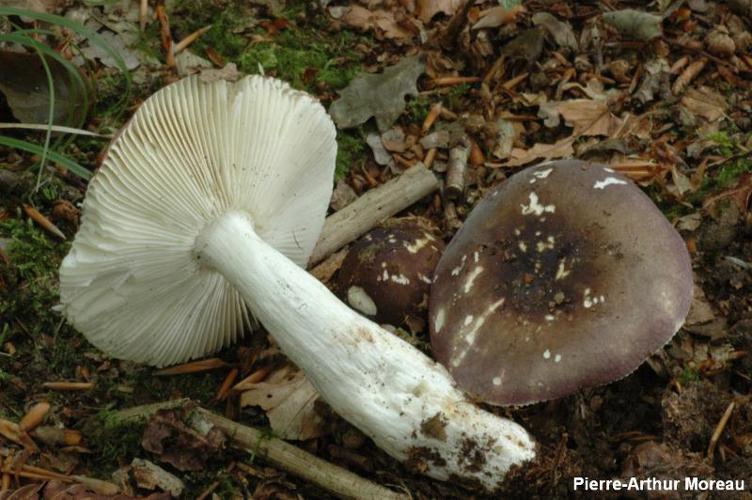 Russule brun violacé (Russula brunneoviolacea) © PA. Moreau