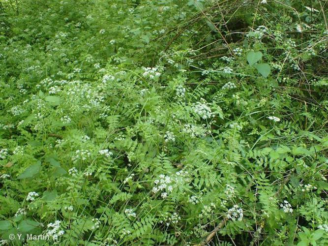 Berle dressée (Berula erecta) © Y. Martin