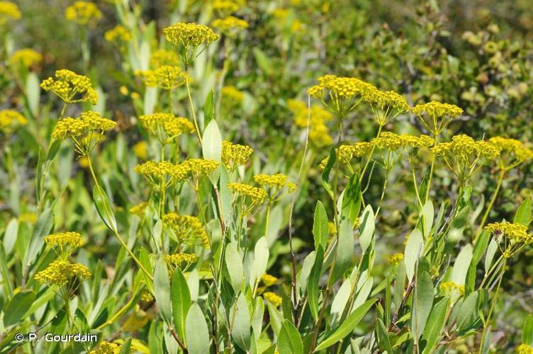 Buplèvre ligneux (Bupleurum fruticosum) © P. Gourdain