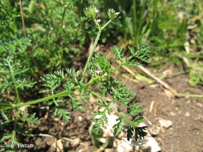 Caucalide (Caucalis platycarpos) © H. TINGUY